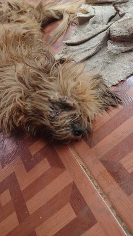 Cachorro machucado 