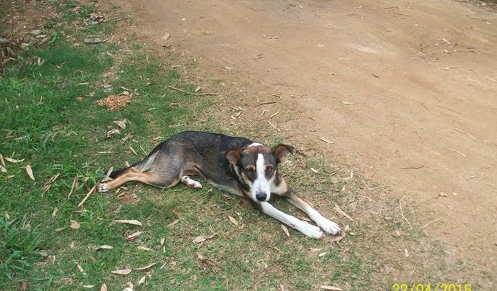 castração de animais de rua Belém Novo