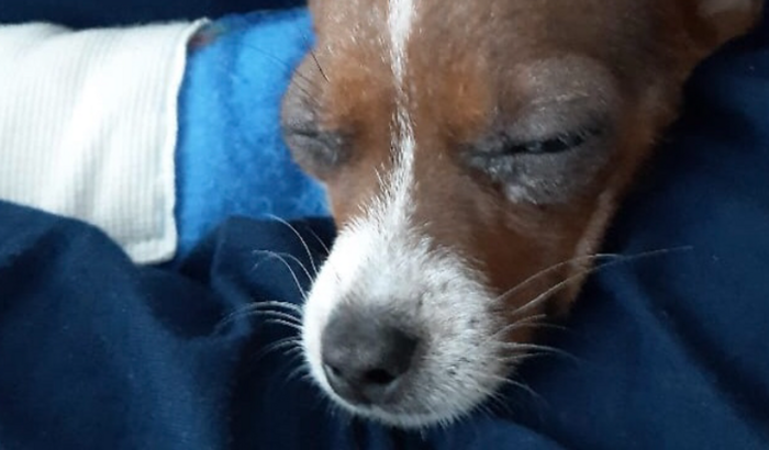 Ajuda para o pequeno Coquinho