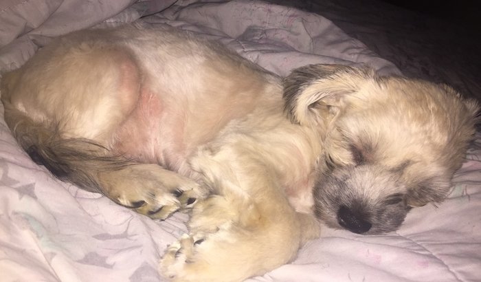 S.O.S Tratamento de Dermatite Pacco