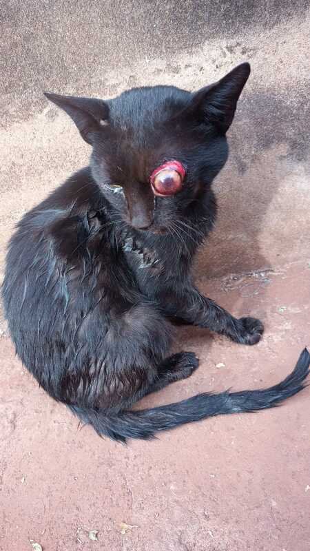 Gatinho com olho machucado 