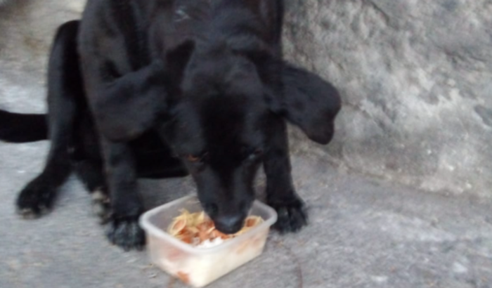 Ajuda para os Animais de Piraporinha