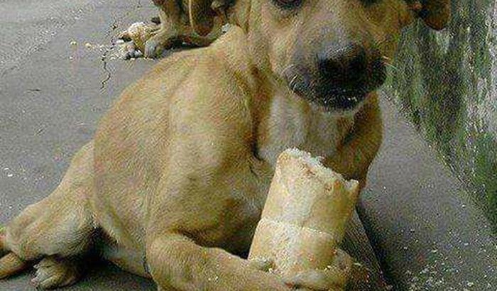 Animais De Gyn Precisam De Ajuda