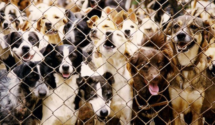 Ajuda para Construir um Lar para Cães Maltratados na Rua