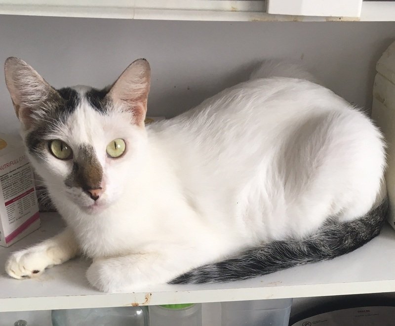 imagem da vaquinha Ajude o gatinho Luke