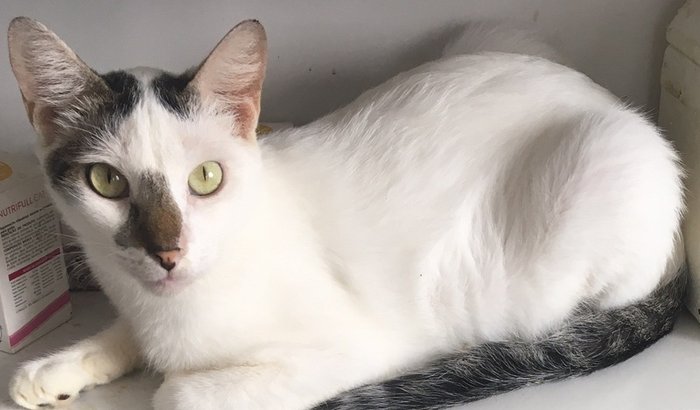 Ajude o gatinho Luke
