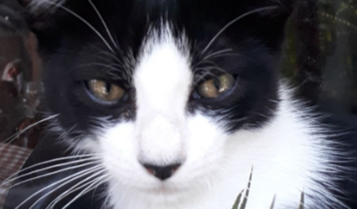 Ajuda para despedida do gato de rua Coringa