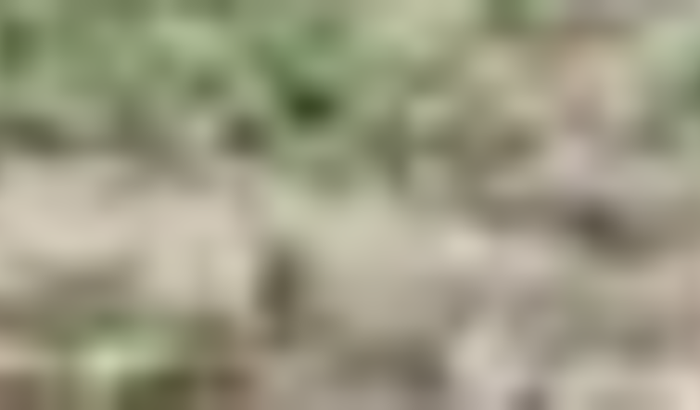 Ajuda aos animais do Viaduto Tacaruna