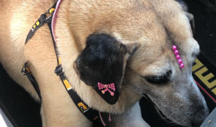 Ajuda para retirada de tumor em cachorra abandonada