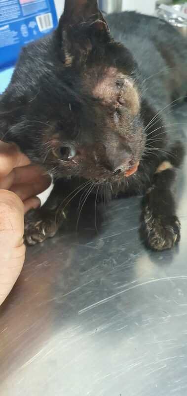 Gatinha atropelada 