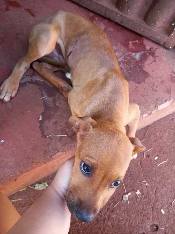 Cachorro com corte 