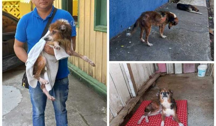 Vamos ajudar a cachorrinha