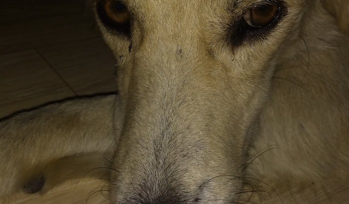 Ajude o cachorrinho Fantasma