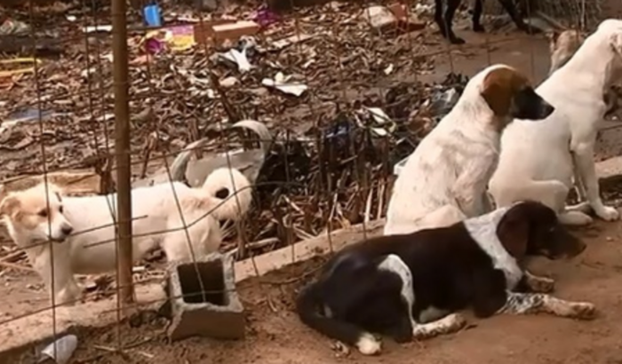 Ajuda para alimentar os animais abandonados