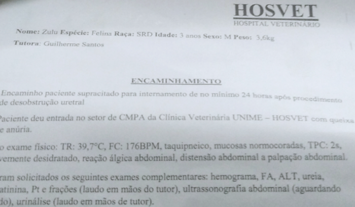 Internação de pet