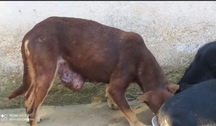 Ajuda para uma cirurgia de retira de tumor em uma cachorrinha abandonada!