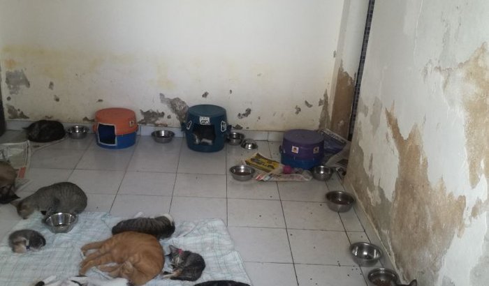 Reforma do Gatil - Abrigo Animais Aumigos