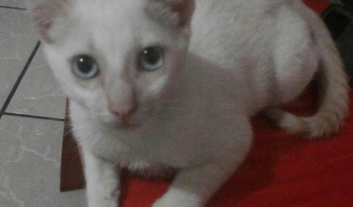 Ajudem na Castração do Gatinho Vagabundo 🙏🐈
