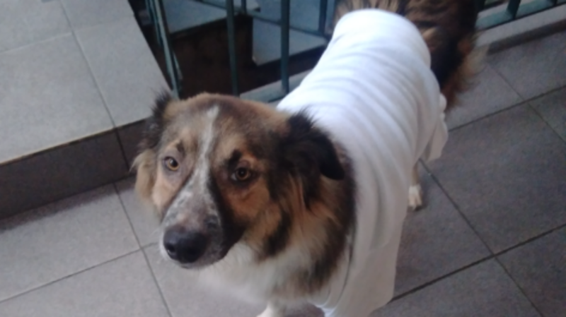imagem da vaquinha Remédio do Biiru.kun - O Peludo