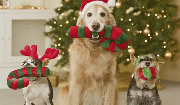Vakinha de Natal 2017 do Abrigo Salas (e sorteio de prêmio)!