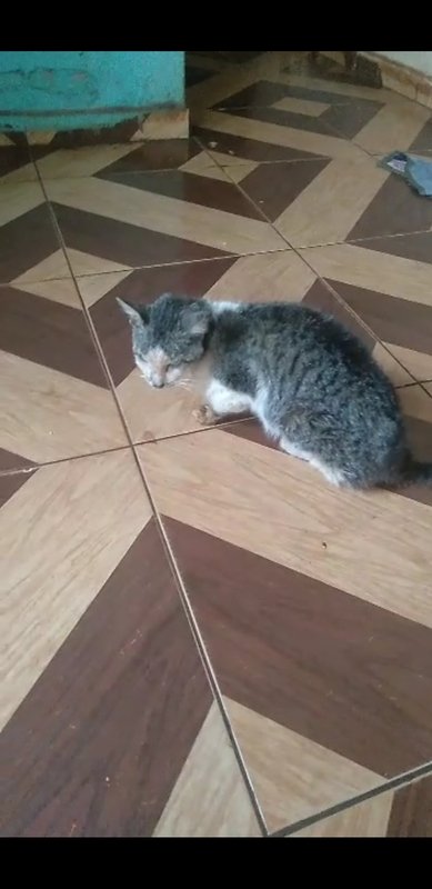 Gatinha debilitada 