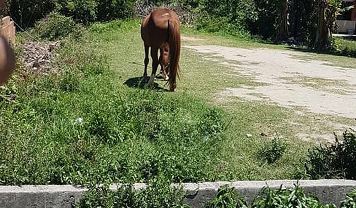 Comprar terreno p fazer baias, canis e gatis
