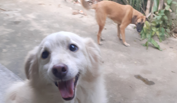 Voltando pra Curitiba PR eu e a família canina 