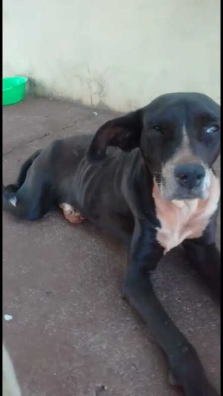Cachorra com infecção e anemia
