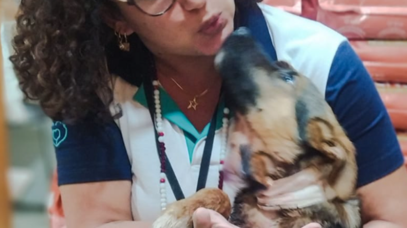 Ajudar o Raul a vencer a cinomose 