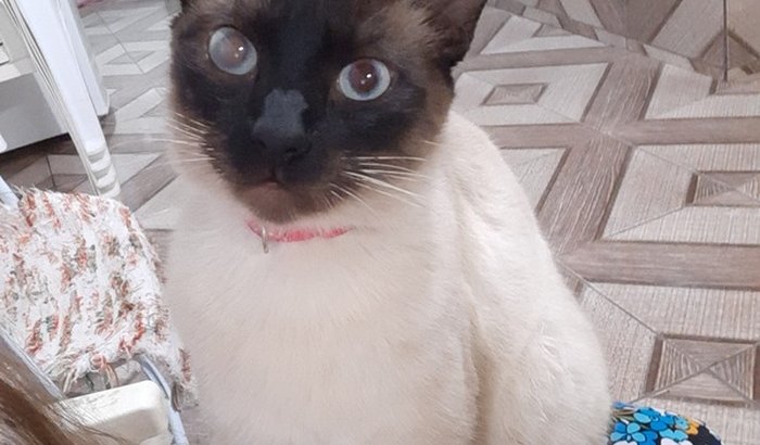 Ajude a Meli operar o olhinho com catarata.