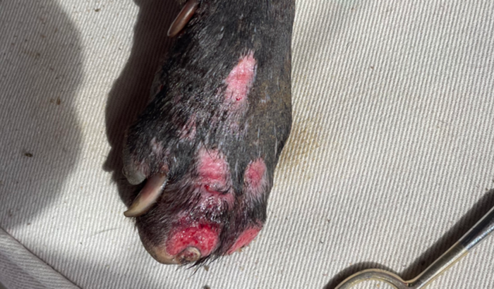 Resgatamos a neguinha na rua e precisa fazer amputação urgentemente.