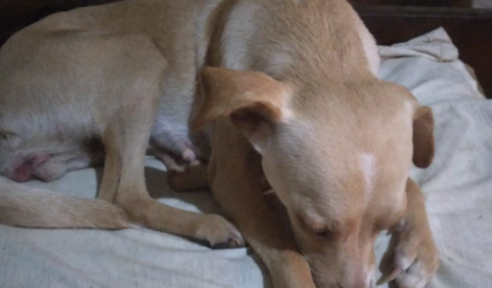 Castração e ração para os meus animais 