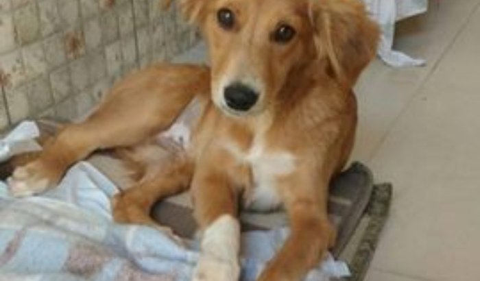 Ajuda para pagar a conta das cirurgias do cãozinho atropelado!