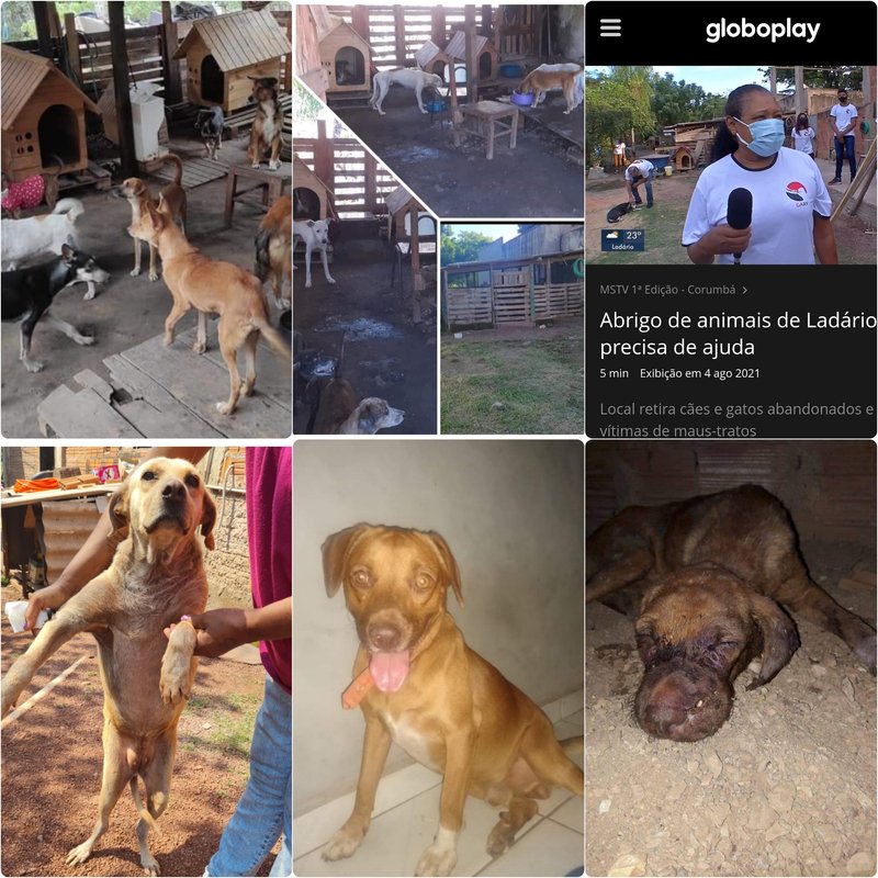 imagem da vaquinha Ajude-nos a construir um abrigo  para os animais  resgatados.
