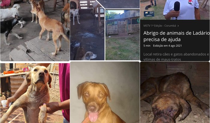 Ajude-nos a construir um abrigo  para os animais  resgatados.