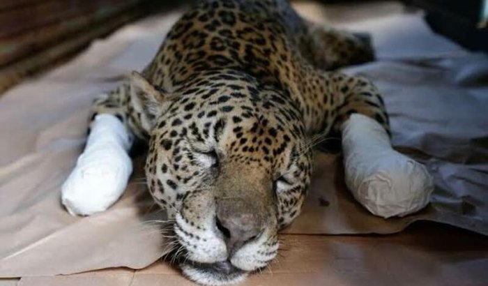 Recuperação dos Animais  Silvestres vítimas de queimadas. 