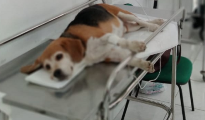 Ajuda para o Lafayete fazer a cirurgia e voltar a andar