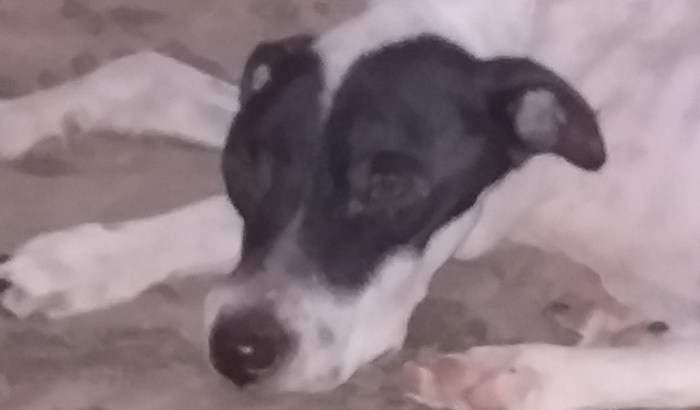 Vaquinha do Spayk 