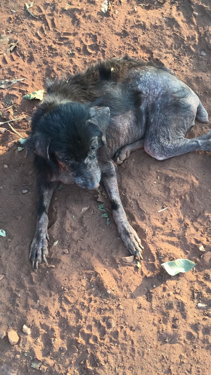 imagem da vaquinha Campanha da solidariedade humana