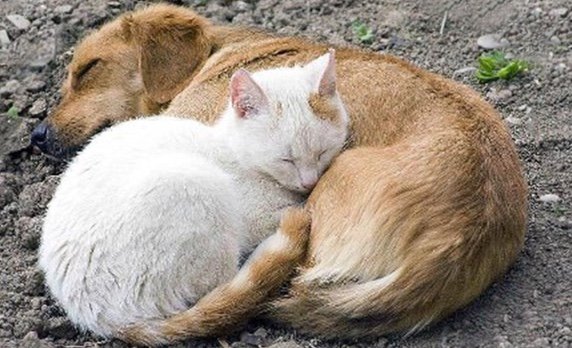 Férias chegando! Abandono de animais é crueldade! E crime! 