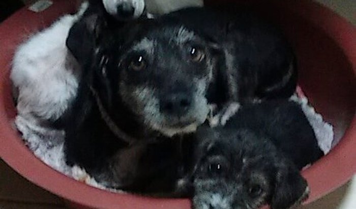 Ajuda!!! Mamãe e filhotes resgatados na BR-116