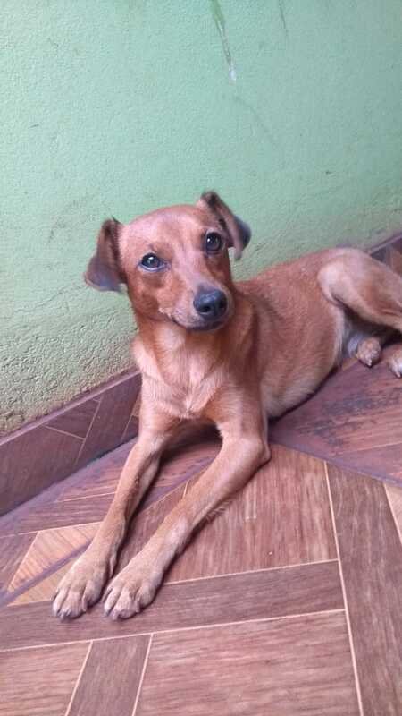 Cachorrinha com TVT 