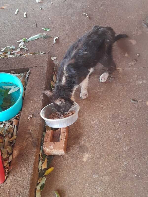 Gato com sarna avançada 