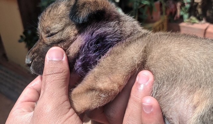 Ajuda pata tratamento de um Filhote de Cão