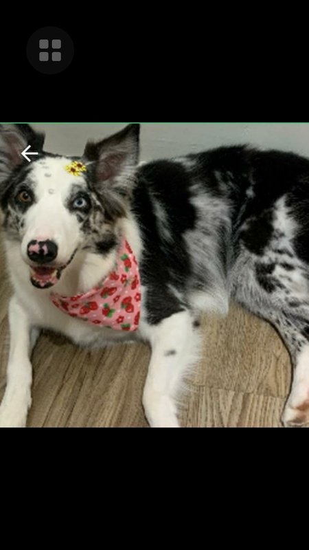 imagem da vaquinha Ajudem a Lunna🐾 @ajudemalunna