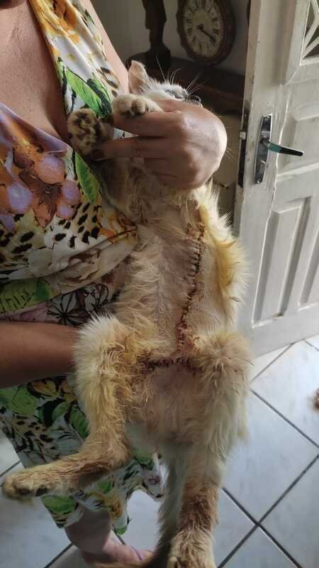 imagem da vaquinha Ajuda a Gatinha Madonna com câncer