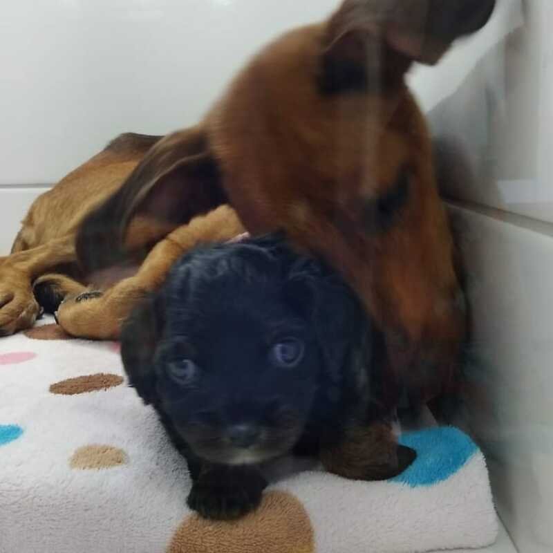 Resgtados Amor a quatro patas