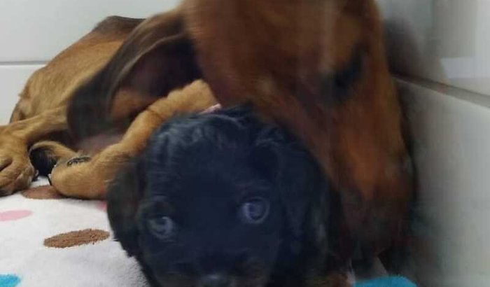 Resgtados Amor a quatro patas