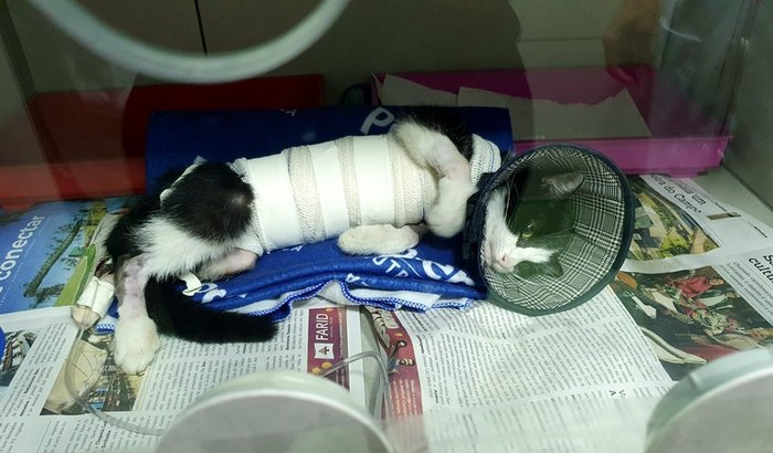Ajuda para o Gato Félix! 