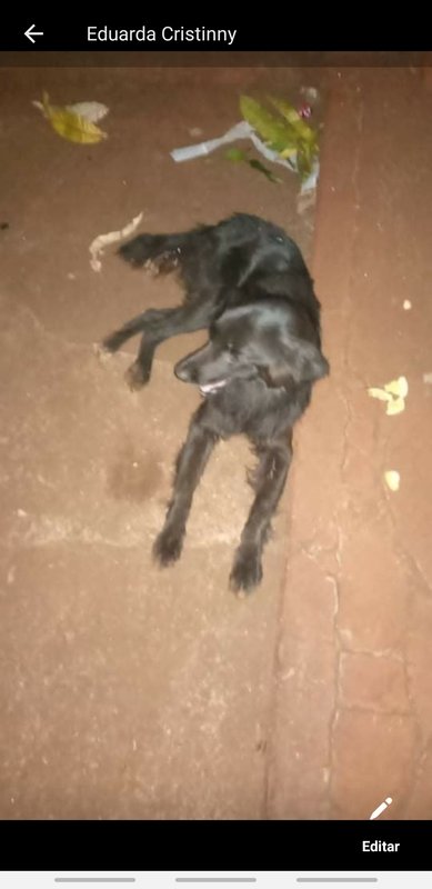 Cachorro atropelado 